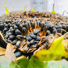 Sunflower Seeds (Helianthus annuus) for a bright addition to the Flower Bed & Garden