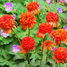 Echinacea 'Secret Lust' Seeds (Echinacea purpurea) for a lasting display in the Flower Bed & Garden