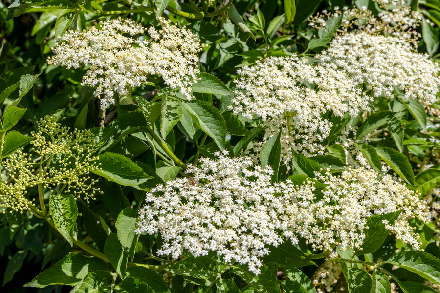 Elderflower Sambucus nigra for planting in landscape