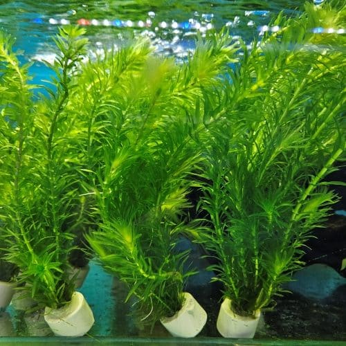 Live Oxygenating Plant for Tangier Elodea Densa Generic for Aquarium, Loose, Cold Water Goldfish  Ornamental Garden Plant Premium Quality Seeds