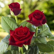 Rose Flower Seeds  Decorative Blooming Garden Plant Premium Quality Seeds