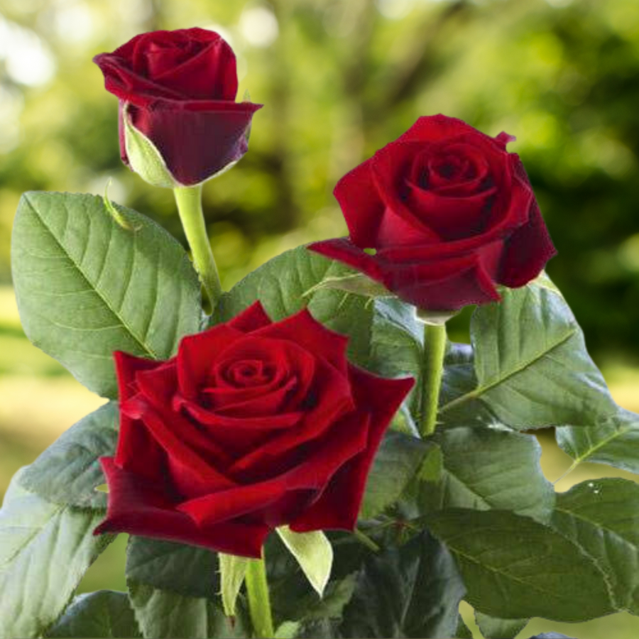 Rose Flower Seeds  Decorative Blooming Garden Plant Premium Quality Seeds