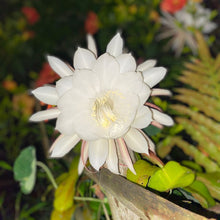 Epiphyllum Seeds (Epiphyllum spp.) for seasonal color across the Indoor Garden