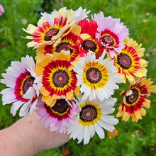 Chrysanthemum Seeds (Chrysanthemum indicum) for a bright addition to the home garden beds