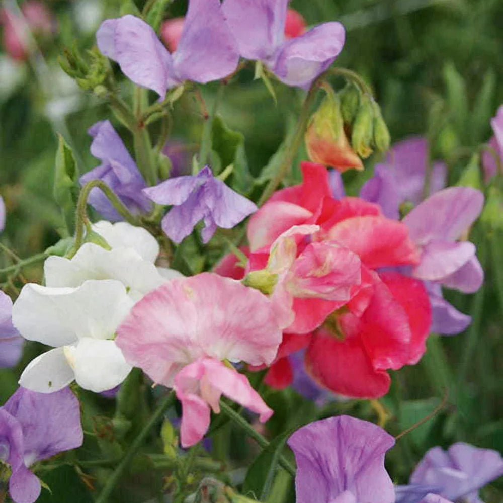 Royal Sweet Pea Mix Seeds for productive rows in the Container Planting
