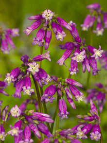 Dichelostemma Ida Maia 'Pink Diamond' Bulbs for a colorful addition to any planting