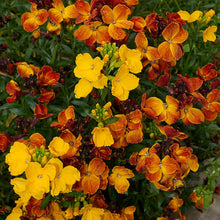 Wallflower Seeds (Erysimum cheiri) for a bright addition to the home garden borders or containers