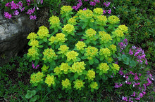 Cushion Spurge Seeds (Euphorbia polychroma) for a lasting display in the drought-tolerant rock gardens