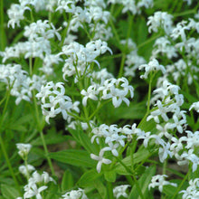 Sweet Woodruff (Asperula galium odorata) Seeds - et of Ornamental Garden Plant Garden Plant Seeds