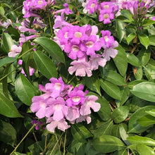 Garlic Vine Seeds (Mansoa alliacea) for productive rows in the Flower Bed & Garden