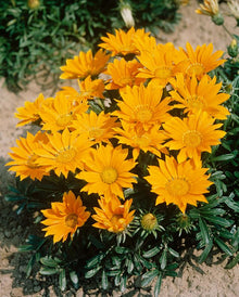 Gazania Mini Star Yellow Seeds grown for sun-Loving Flowers