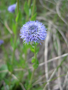 Globularia nudicaulis flower seeds for planting in alpine gardens or rockery outdoor spaces