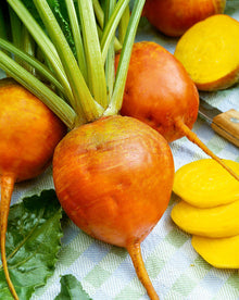 Beet Beta Vulgaris Golden Globe Goldie Seeds known for kitchen Root Harvest