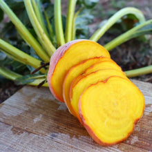 Beet Beta Vulgaris Golden Globe Goldie Seeds known for kitchen Root Harvest