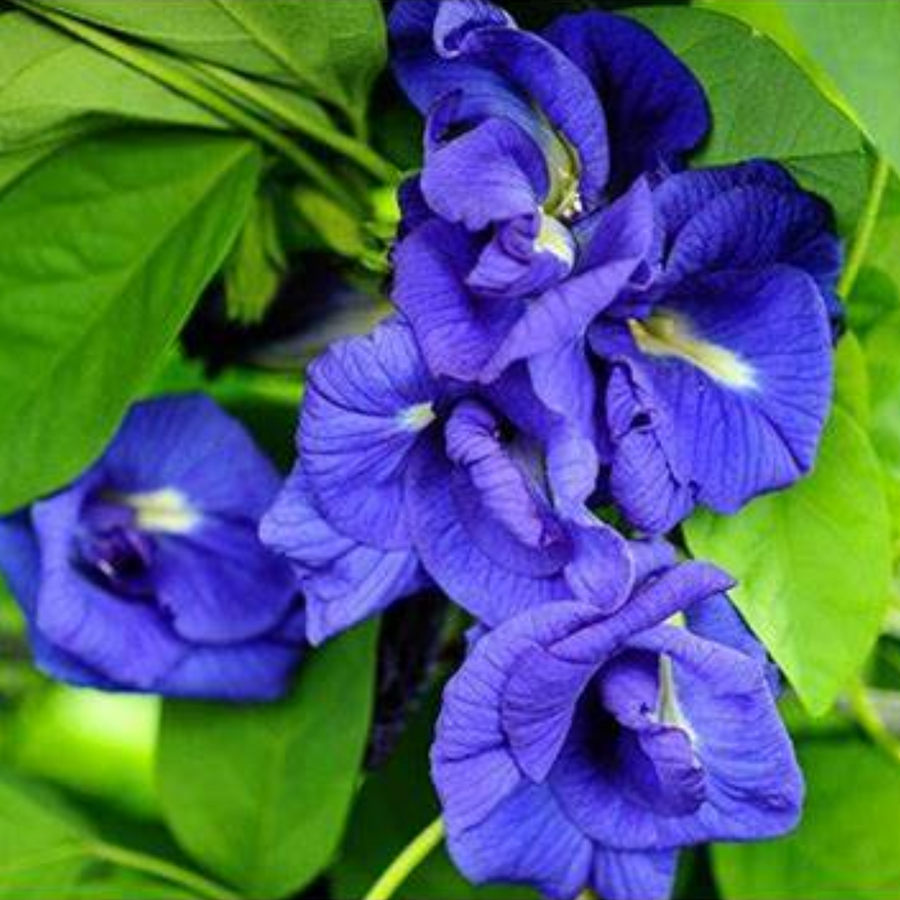 Double Flower Blue Butterfly Pea Seeds et  Ornamental Garden Plant Premium Quality Seeds