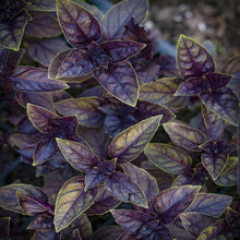 Purple Basil Plants for cooks growing their own fresh herbs