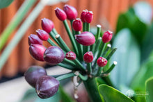 Clivia Seeds (Clivia miniata) for seasonal color across the Flower Bed & Indoor Garden