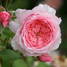Mini Heirloom Rose 'Qiu Ball' Mixed Colors Seeds for growers seeking a long-blooming display