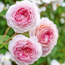 Mini Heirloom Rose 'Qiu Ball' Mixed Colors Seeds for growers seeking a long-blooming display