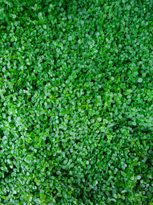 Green Corsican Mint Plants for cooks growing their own fresh herbs