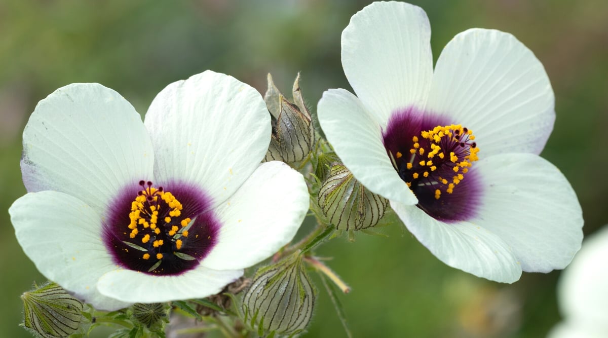 Hibiscus Hibiscus acetosella Amethyst flower seeds for planting in home garden or trellis planters - for planting in home garden