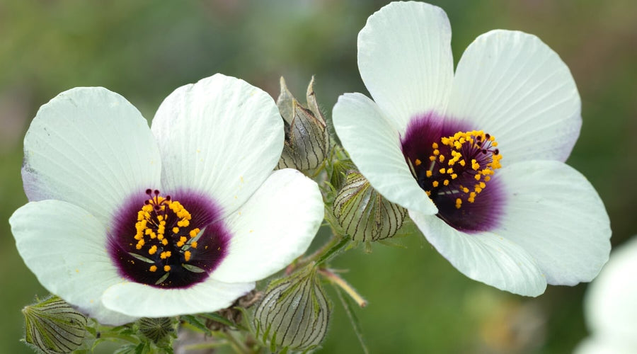 Hibiscus Hibiscus acetosella Amethyst flower seeds for planting in home garden or trellis planters - for planting in home garden