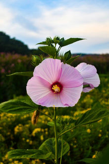 Hibiscus Moscheutos Seeds (Hibiscus moscheutos) for colorful blooms in the Flower Bed & Garden