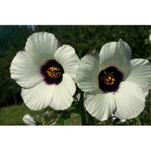 Hibiscus Seeds (Hibiscus acetosella) for seasonal color across the home garden or trellis planters