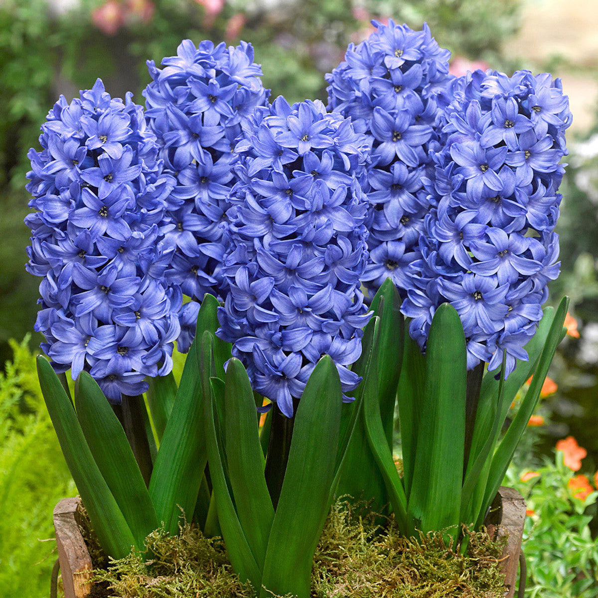 Blue Hyacinth Hyacinthus Orientalis Fragrant Flower - for planting in home garden