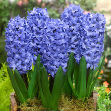 Blue Hyacinth Hyacinthus Orientalis Fragrant Flower - for planting in home garden