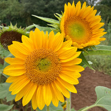 Sunrich Gold Seeds (Helianthus annuus) for a bright addition to the Garden