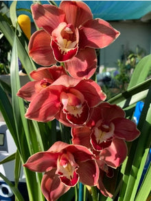 Chinese Cymbidium Orchid Flower Seeds for Indoor Pots and Home Garden Planting