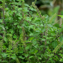 Green Basil Tulsi Plants for a fragrant addition to the herb patch