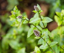 Green Mint Plants for cooks growing their own fresh herbs