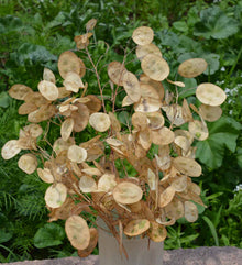 Pink Geranium Seeds (Pelargonium x hortorum) for seasonal color across the indoor pots