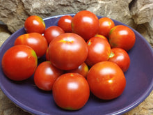 Manyel Tomato Seeds (Solanum lycopersicum) for a fresh homegrown crop from the kitchen gardens