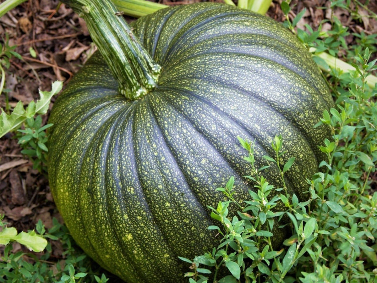 Long Bottle Green Pumpkin Seeds As R Colt Es L Ann E  Ornamental Garden Plant Premium Quality Seeds
