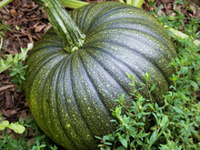 Long Bottle Green Pumpkin Seeds As R Colt Es L Ann E  Ornamental Garden Plant Premium Quality Seeds