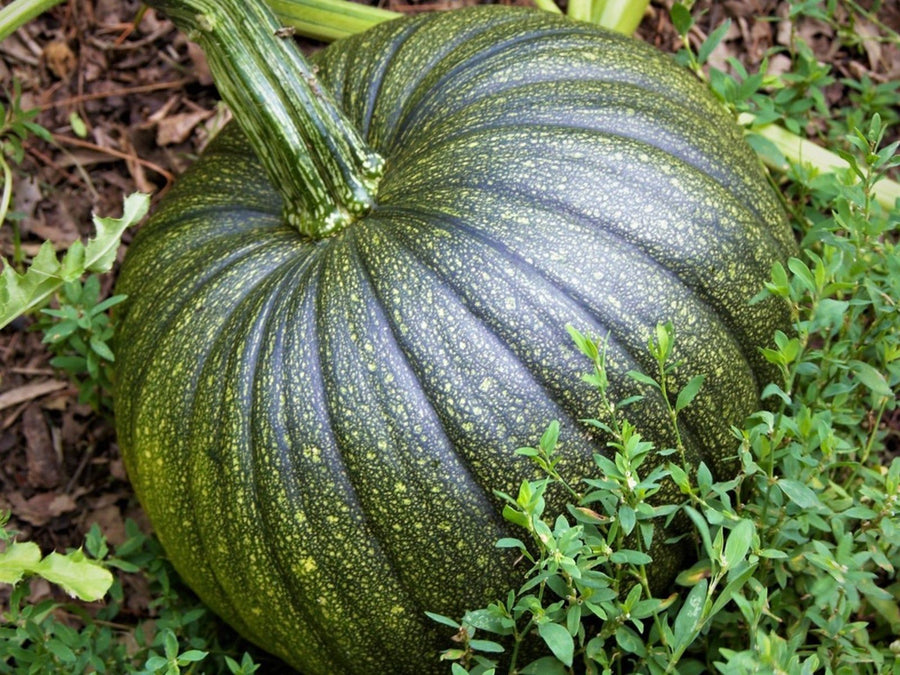 Long Bottle Green Pumpkin Seeds As R Colt Es L Ann E  Ornamental Garden Plant Premium Quality Seeds