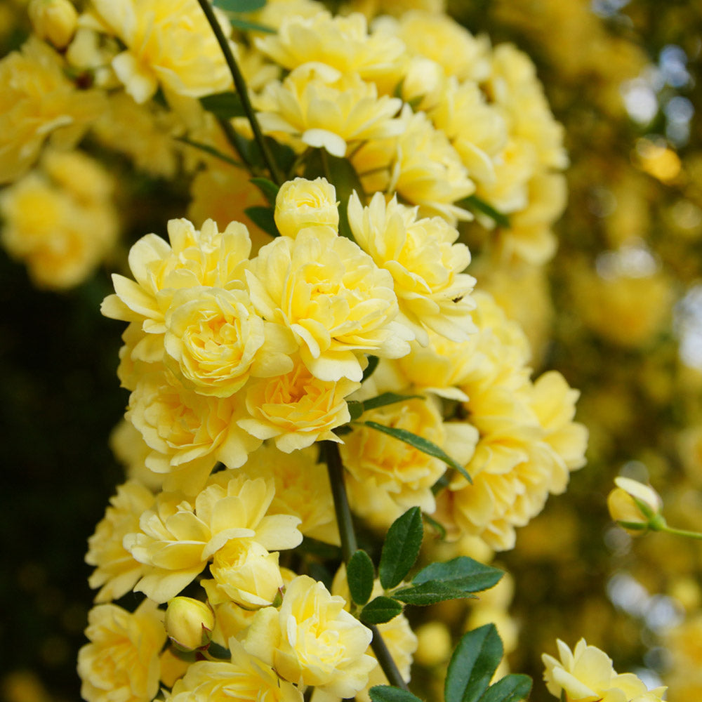 Rosa Banksiae Lutea In Pot Rosa Banksiana Fragrant Yellow Rambler  Ornamental Garden Plant Premium Quality Seeds