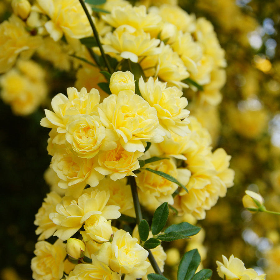 Rosa Banksiae Lutea In Pot Rosa Banksiana Fragrant Yellow Rambler  Ornamental Garden Plant Premium Quality Seeds