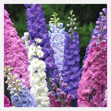Larkspur Rocket Consolida Mixed Colors Hardy Seeds for reliable seasonal color