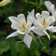 Columbine Aquilegia Vulgaris Perennial White Seeds prized for woodland Seasonal Blooms