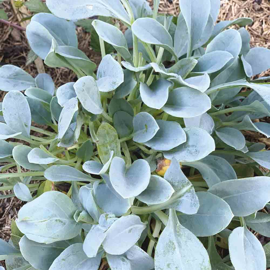 Seeds Of Maritime Mertensia Leaves Flavor Hu Tre age Of  Ornamental Garden Plant Premium Quality Seeds