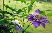 Blue Hibiscus Seeds (Hibiscus syriacus) for growers seeking a long-blooming display