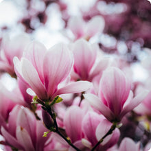 Plant Seeds (Magnolia campbellii) for a lasting addition to the landscape