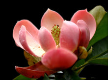 Magnolia Laevifolia Small Leaf Evergreen Magnolia - Fragrant Seeds for gardeners building out beds and borders