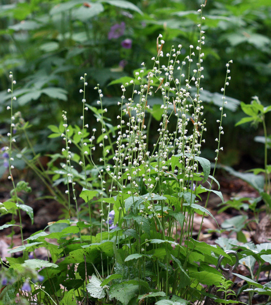 Wildflower Daucus Carota Cap Bishop’s Flower Seeds for Planting – Native Wildflower for Pollinator Gardens and Open Spaces