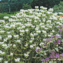 Schneewittchen Tomato Seeds (Solanum lycopersicum) for a reliable harvest in the backyard gardens