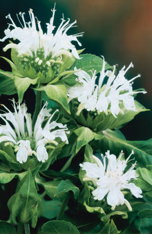 Schneewittchen Tomato Seeds (Solanum lycopersicum) for a reliable harvest in the backyard gardens